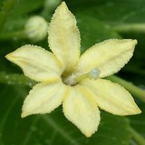 PALMIER HAWAIEN - BRIGHAMIA INSIGNIS - QUESTION 1586